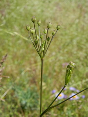 Perideridia gairdneri