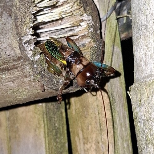 Satizabalus sodalis