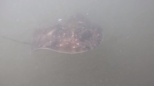 Raja undulata