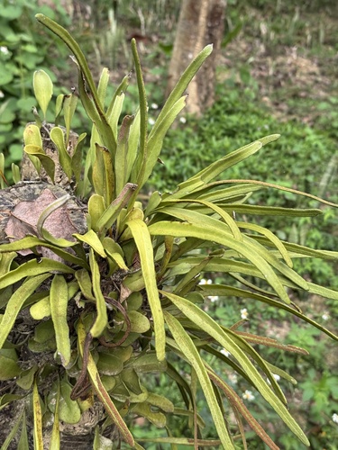 Pyrrosia lanceolata, photograph 5