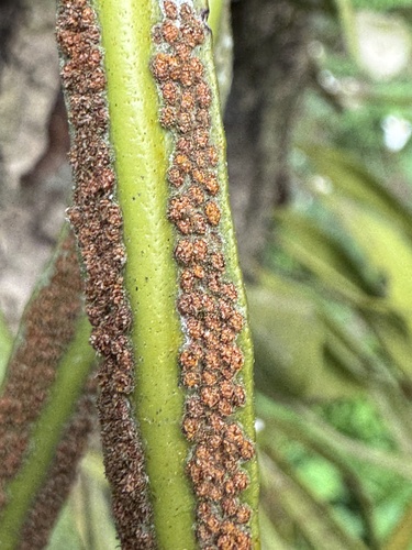Pyrrosia lanceolata, photograph 6