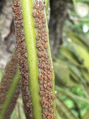 Pyrrosia lanceolata, photograph (c) chrisdt, some rights reserved (CC BY)