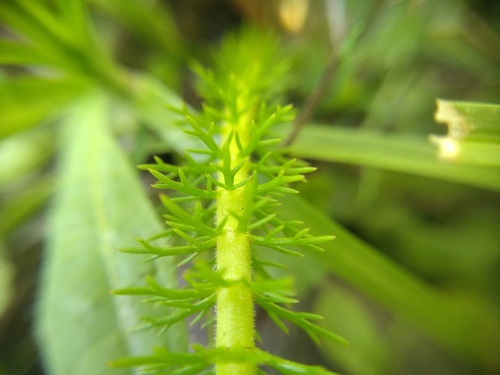 Myriophyllum crispatum (Myriophyllum crispatum)