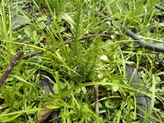 Myriophyllum crispatum, photograph (c) grampianshiker, some rights reserved (CC BY)