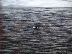 Mergus merganser