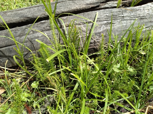 Myriophyllum crispatum, photograph 4