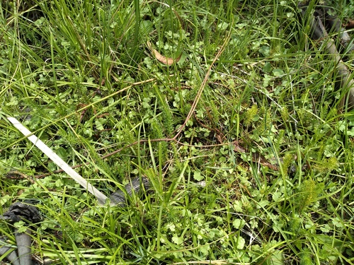 Myriophyllum crispatum, photograph 3