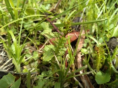 Myriophyllum crispatum, photograph (c) grampianshiker, some rights reserved (CC BY)