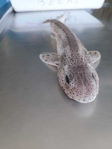 Scyliorhinus canicula