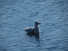 Larus glaucoides