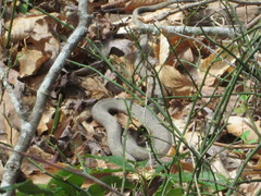 Nerodia sipedon sipedon