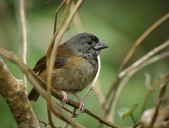St. Lucia Black Finch photo 3