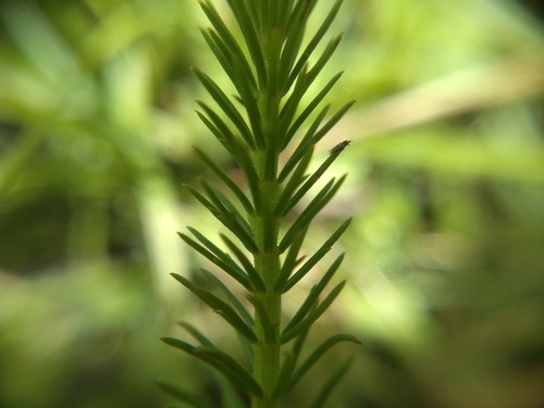 Myriophyllum crispatum, photograph 2