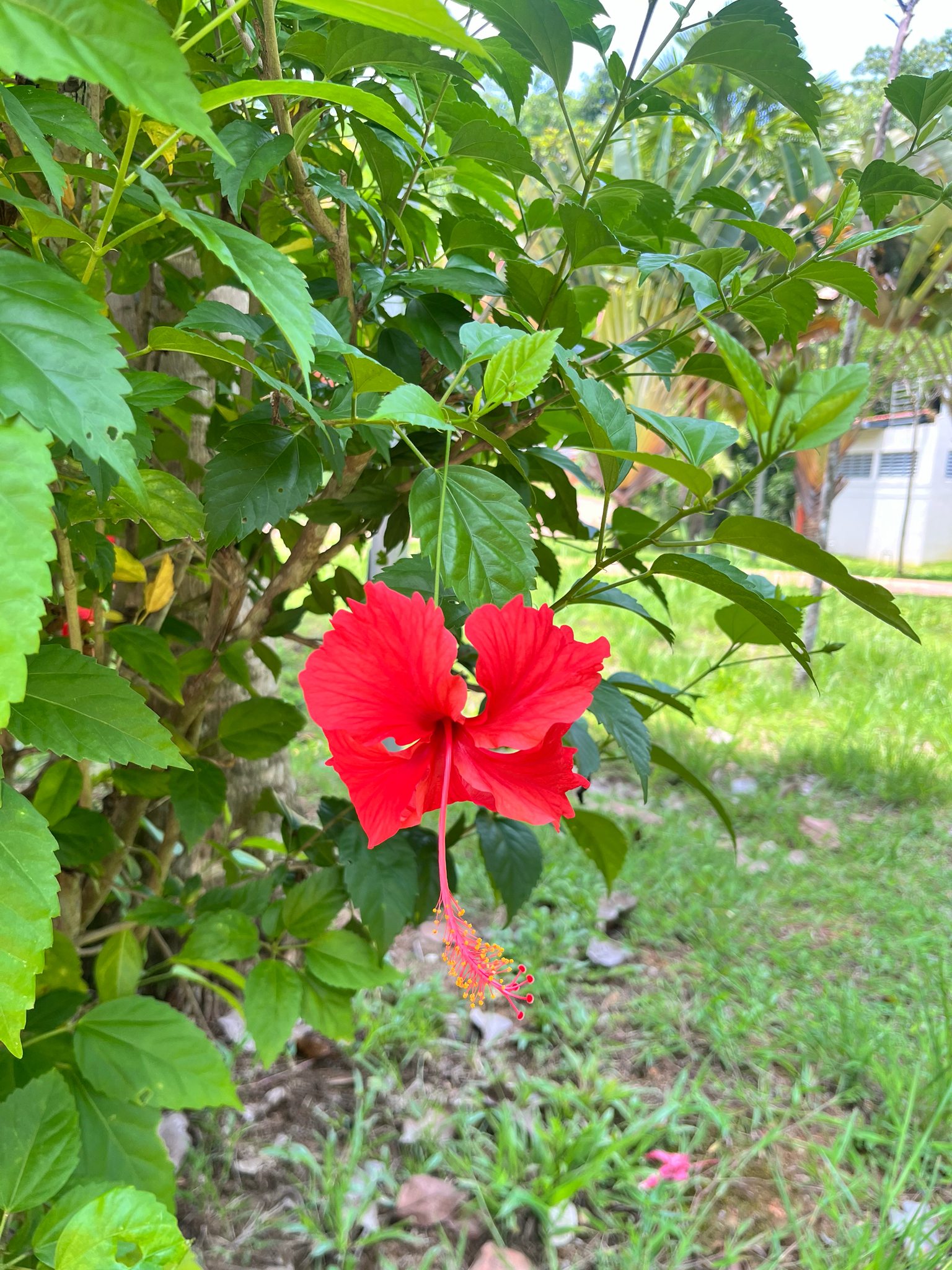 Hibiscus rosa-sinensis