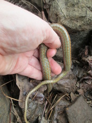 Regina septemvittata