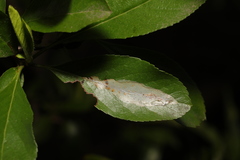 Phyllonorycter leucographella
