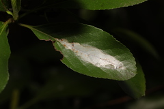 Phyllonorycter leucographella