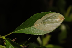 Phyllonorycter leucographella
