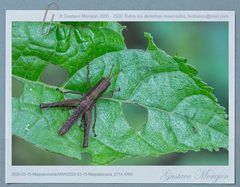 Maculiparia rotundata