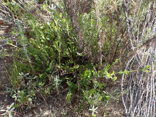 Potentilla lindleyi, photograph 5