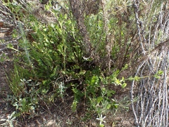 harrier, CC BY, iNaturalist via GBIF Potentilla lindleyi, photograph harrier, CC BY, iNaturalist via GBIF