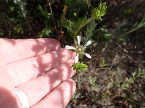 Potentilla lindleyi, photograph 6