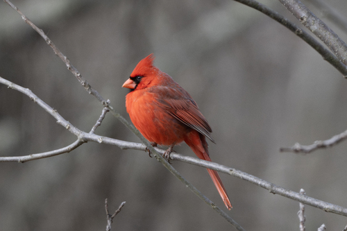 Northern Cardinal photographed in Indiana