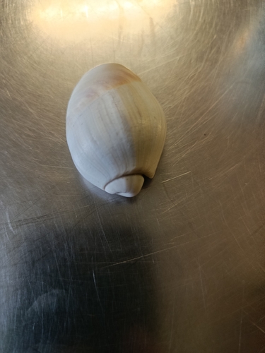 Olivancillaria auricularia observed 2026-04-17