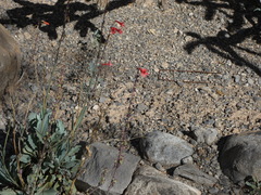 Penstemon alamosensis, photograph (c) bmasinton, some rights reserved (CC BY-SA)