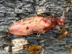 Cucumaria frondosa