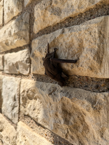 Mexican Free-tailed Bat observed by sirtrotts