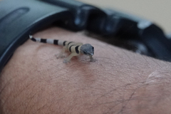 Sphaerodactylus homolepis