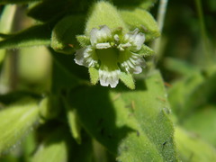 Silene spaldingii