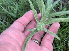Asclepias asperula