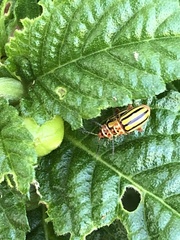 Disonycha spilotrachela