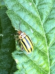 Disonycha spilotrachela