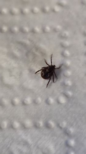 American dog tick