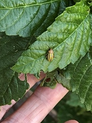 Disonycha spilotrachela