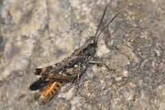Omocestus raymondi