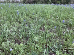 Asclepias asperula