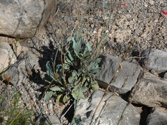 Penstemon alamosensis, photograph (c) bmasinton, some rights reserved (CC BY-SA)