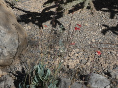 Penstemon alamosensis