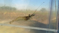 Macrobrachium borellii