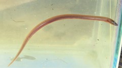 Synbranchus marmoratus