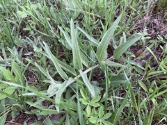 Asclepias asperula