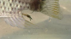Lernaea