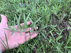 Asclepias asperula