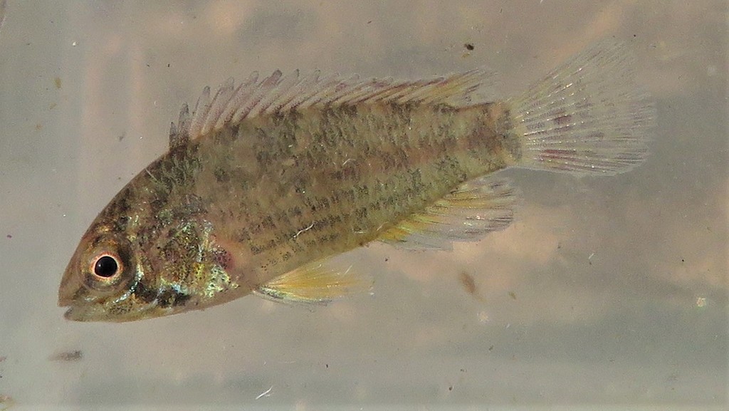 Corumba Cichlid