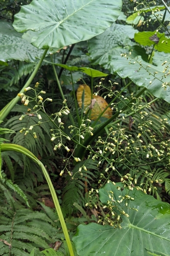 Blumea lanceolaria, photograph 3