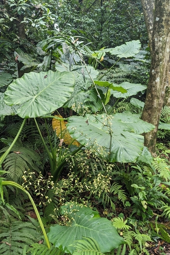 Blumea lanceolaria, photograph 4